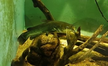 MAISON AQUARIUM DU VAL DE BESBRE