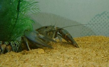 MAISON AQUARIUM DU VAL DE BESBRE