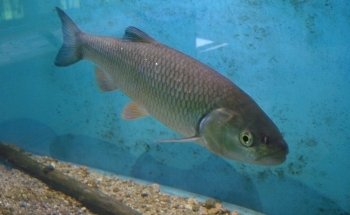 MAISON AQUARIUM DU VAL DE BESBRE