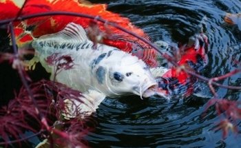 Koi Carp Magic Koi