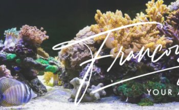 NEOQUARIUM Aquastudio Nice