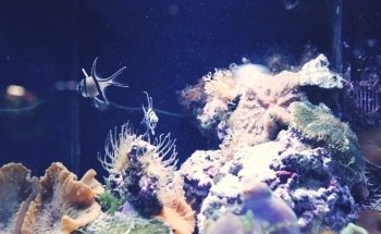 NEOQUARIUM Aquastudio Nice