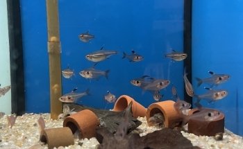 Cap' Nemo