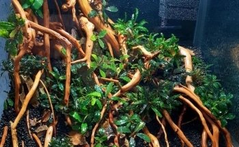 Passion Aqua Service