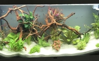 Passion Aqua Service