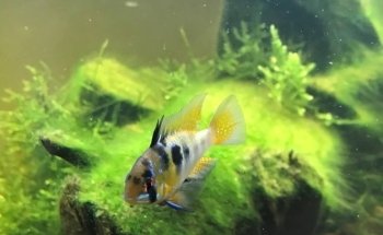 Passion Aqua Service