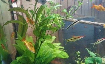 My Aquarium Gaye Mylène