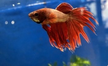 My Aquarium Gaye Mylène