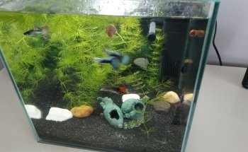 My Aquarium Gaye Mylène