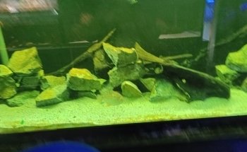 Cercle Aquariophile De Sainte Adresse