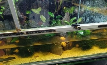 Cercle Aquariophile De Sainte Adresse