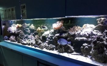 Cercle Aquariophile De Sainte Adresse