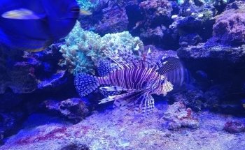 Sainte-Adresse Aquarium Circle