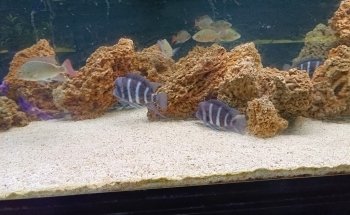 Cercle Aquariophile De Sainte Adresse