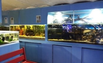 Cercle Aquariophile De Sainte Adresse