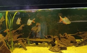 Cercle Aquariophile De Sainte Adresse