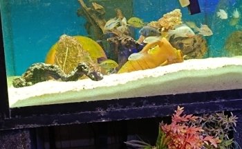 Cercle Aquariophile De Sainte Adresse