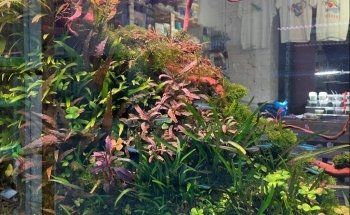 Aquarium Fachgeschäft Graz - AquaGear