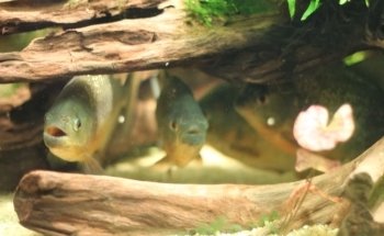 Aquarium de Saint Chamond - L'Aquaramiaud