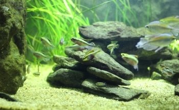 Aquarium de Saint Chamond - L'Aquaramiaud