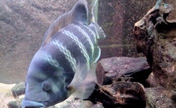 Aquarium de Saint Chamond - L'Aquaramiaud