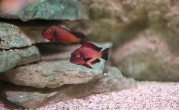 Aquarium de Saint Chamond - L'Aquaramiaud