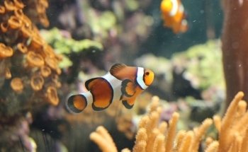 Aquarium de Saint Chamond - L'Aquaramiaud
