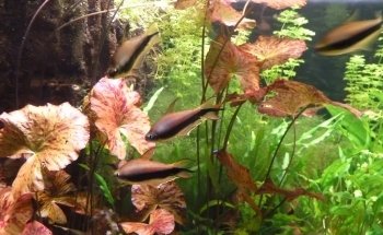 Aquarium de Saint Chamond - L'Aquaramiaud