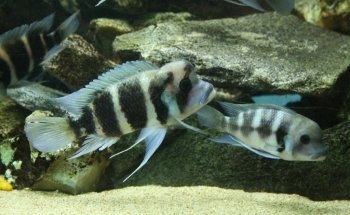 AVOBACS D'argenteuil