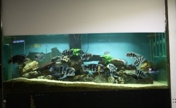 AVOBACS D'argenteuil