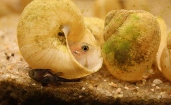 AVOBACS D'argenteuil