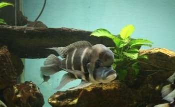 AVOBACS D'argenteuil