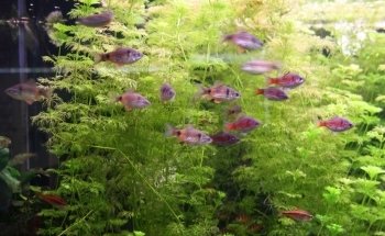 AVOBACS D'argenteuil