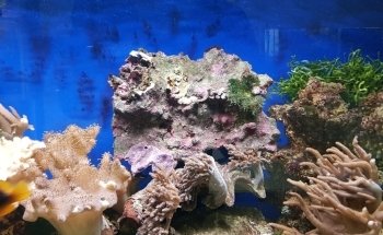 AVOBACS D'argenteuil