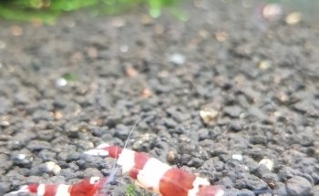 AVOBACS D'argenteuil