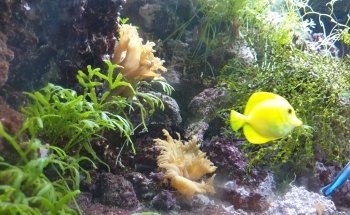 Beauvais Argentina Fish