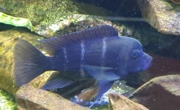 Beauvais Argentina Fish