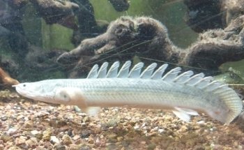 Beauvais Argentina Fish