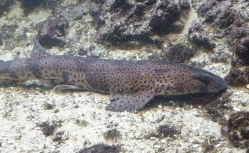 Beauvais Argentina Fish