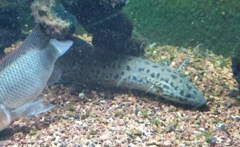 Beauvais Argentina Fish