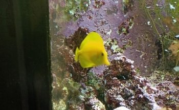 Beauvais Argentina Fish