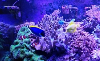 2DNAquarium