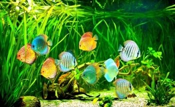 Aquatic Escape - Installation, maintenance, and rental of freshwater and saltwater aquariums. Lyon and its region