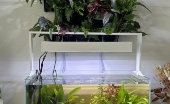 Evasion Aquatique - Installation, entretien et location d'aquarium d'eau douce et d'eau de mer. Lyon et sa région