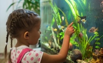 Evasion Aquatique - Installation, entretien et location d'aquarium d'eau douce et d'eau de mer. Lyon et sa région