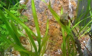 Evasion Aquatique - Installation, entretien et location d'aquarium d'eau douce et d'eau de mer. Lyon et sa région