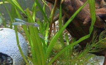 Evasion Aquatique - Installation, entretien et location d'aquarium d'eau douce et d'eau de mer. Lyon et sa région