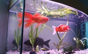 Aquario Club de Montereau