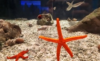 Atlantis Aquarium Madrid