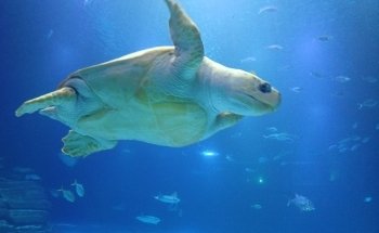 Atlantis Aquarium Madrid